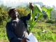Climate and insect pests in Eastern Africa 