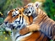 Bhutan’s Tiger Protected Areas: How Safe?