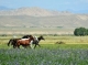 MSRI’s cutting-edge research supports adaptive capacity of Kyrgyz livestock farmers