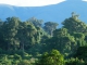 Ten Central African countries agree to improve forest monitoring