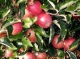 Apples ‘souring’ due to climate change
