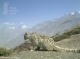 Climate change threatens snow leopards
