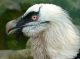 ‘Vulture restaurants’ among Maloti Drakensberg conservation efforts