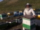 Kyrgyz women revolutionize beekeeping: Harvesting milky white honey in the Tien Shan mountains