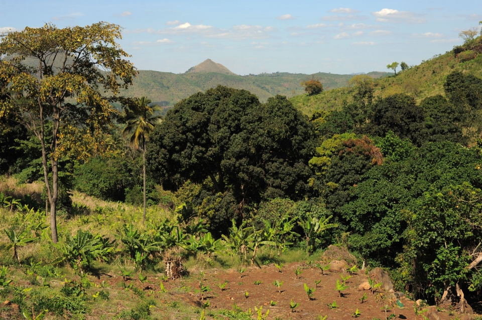 Agriculture and forestry