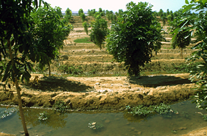 FAO - Noticias: El uso seguro de las aguas residuales en la agricultura  ofrece múltiples beneficios