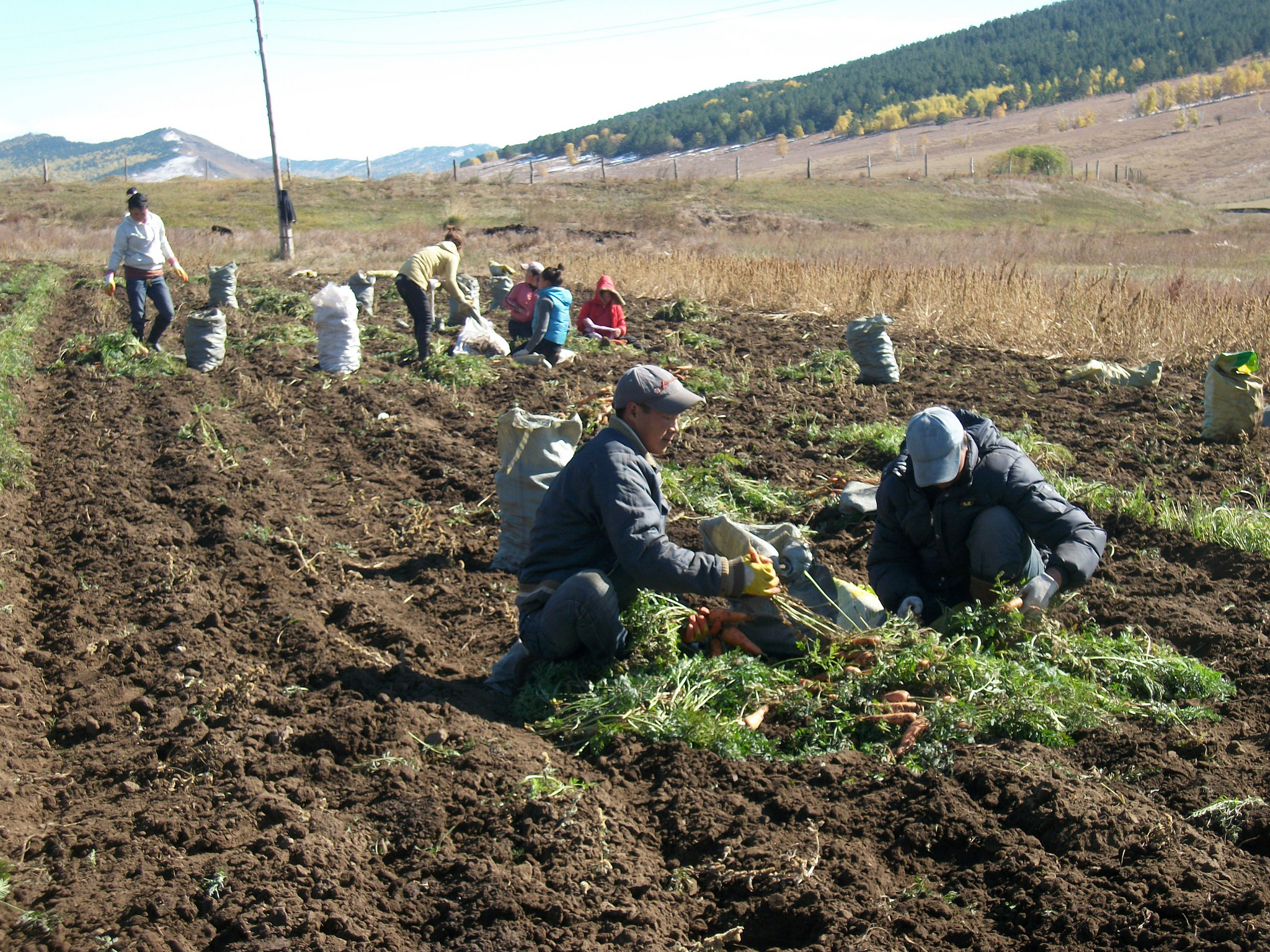 Supporting Mongolia's National Programme for Food Security Under  South-South Cooperation | Mobilisation des ressources | Organisation des  Nations Unies pour l'alimentation et l'agriculture