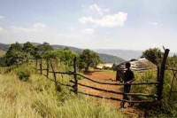 FAO helps Swaziland moving towards commercial farming