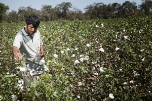 En el día internacional del algodón, el sector de las semillas