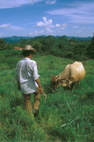 Mesoamérica y la FAO buscan potenciar la contribución de la ganadería a los  Objetivos de Desarrollo Sostenible | FAO