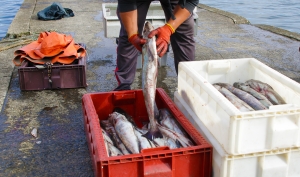 85% de las capturas de pescados y mariscos que llegan a las mesas de  América Latina y el Caribe provienen de la pesca artesanal | FAO
