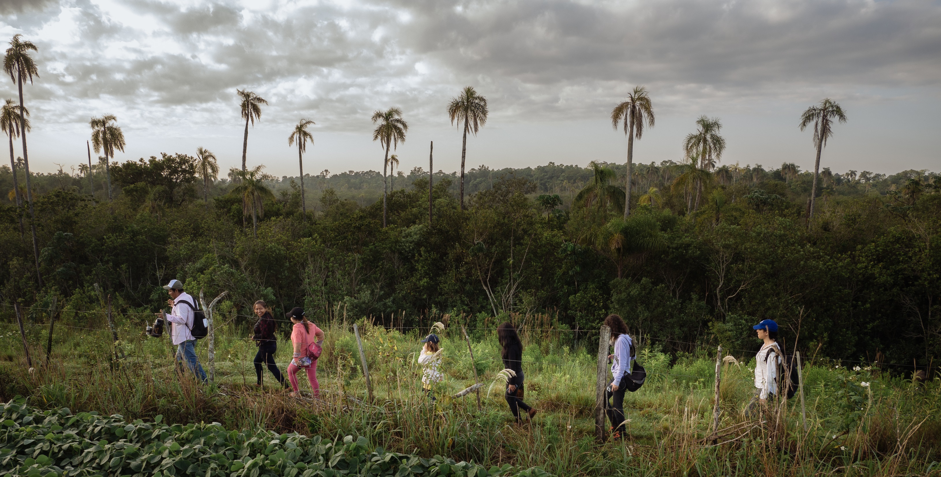 Plantar árboles para el futuro, el nuevo proyecto del Fondo Verde del Clima  en Paraguay | Support to Investment | Food and Agriculture Organization of  the United Nations