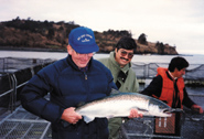 Introduced salmon in Chile