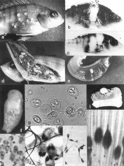 Plate 18