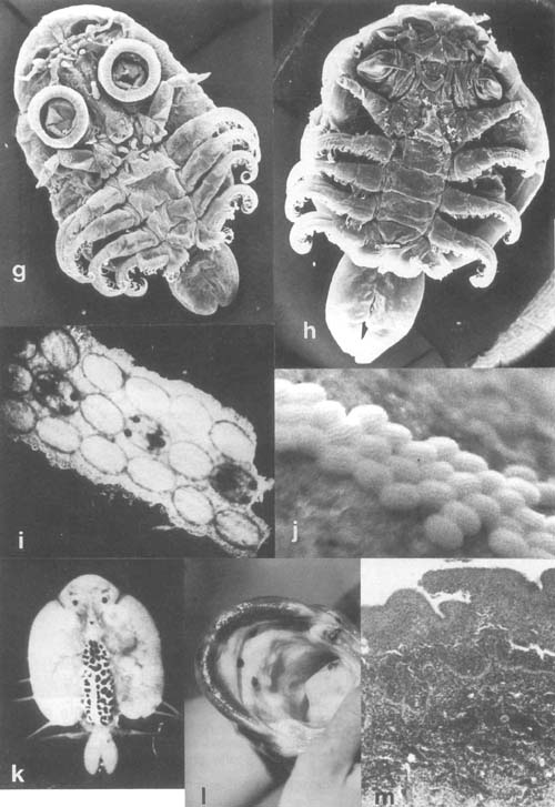 Plate 28