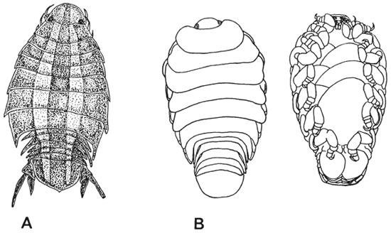 Fig. 10