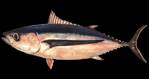 المصيد الاسمي العالمي من أسماك التونة - كل مجموعات المعلومات