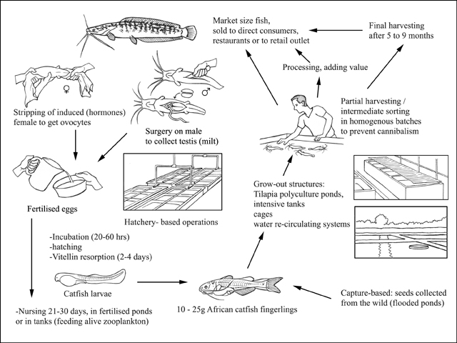 Pêche et aquaculture - Espèces aquatiques cultivées - Clarias gariepinus