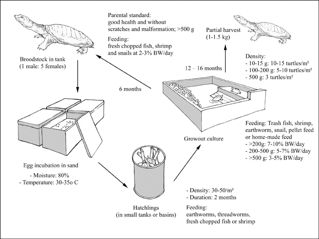 Fisheries and Aquaculture - Cultured Aquatic Species - Trionyx sinensis