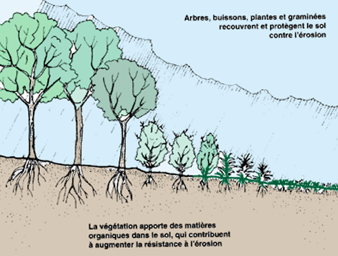 Les flocages servent à réaliser des arbres ou même des sols.