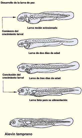 LA REPRODUCCI N DE LOS PECES