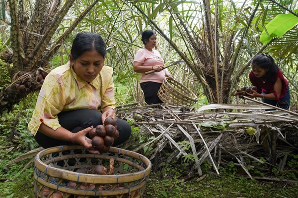 EL sistema agroforestal de Karangasem (Bali), la región más árida de la isla, integra el cultivo de salaca —también conocida como “fruta de la serpiente”. ©Ministerio de agricultura de la República de Indonesia