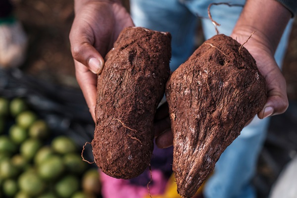 Los cultivos adaptados a la región, antaño fundamentales para las diversas culturas y tradiciones alimentarias de África, han caído lentamente en el olvido.