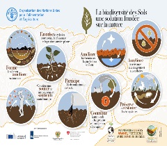 La biodiversité des Sols une solution fondée sur la nature