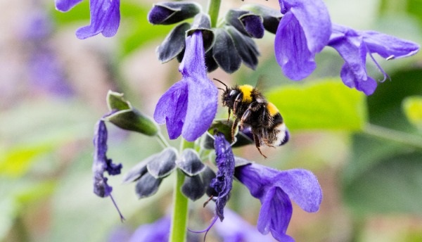 Bees and flowers