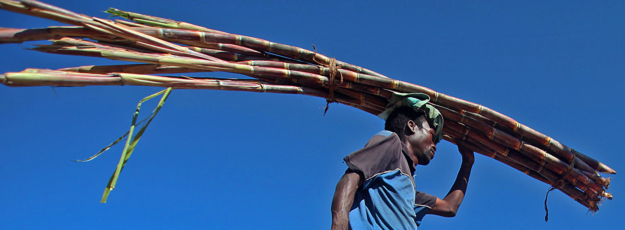 Carrying sugarcane. © FAO/Paballo Thekiso