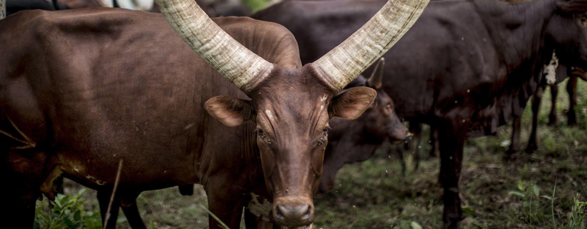 Stakeholder Workshop on national climate action in livestock systems in Rwanda