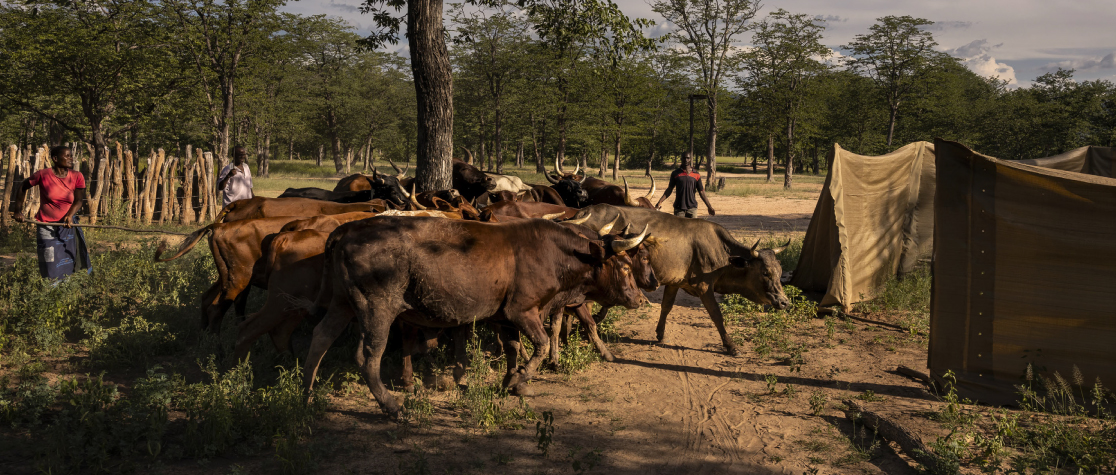 national climate action in livestock systems in Zambia