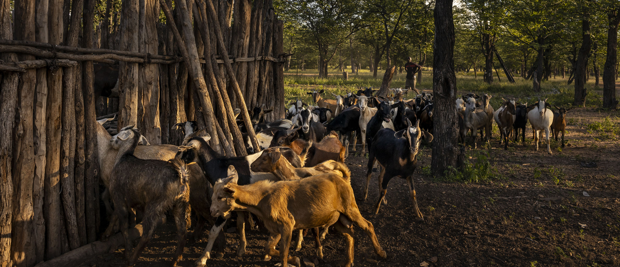 Stakeholder Workshop on national climate action in livestock systems in Zambia