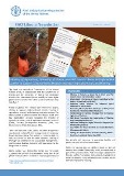 FAO in Liberia's fourth newsletter
