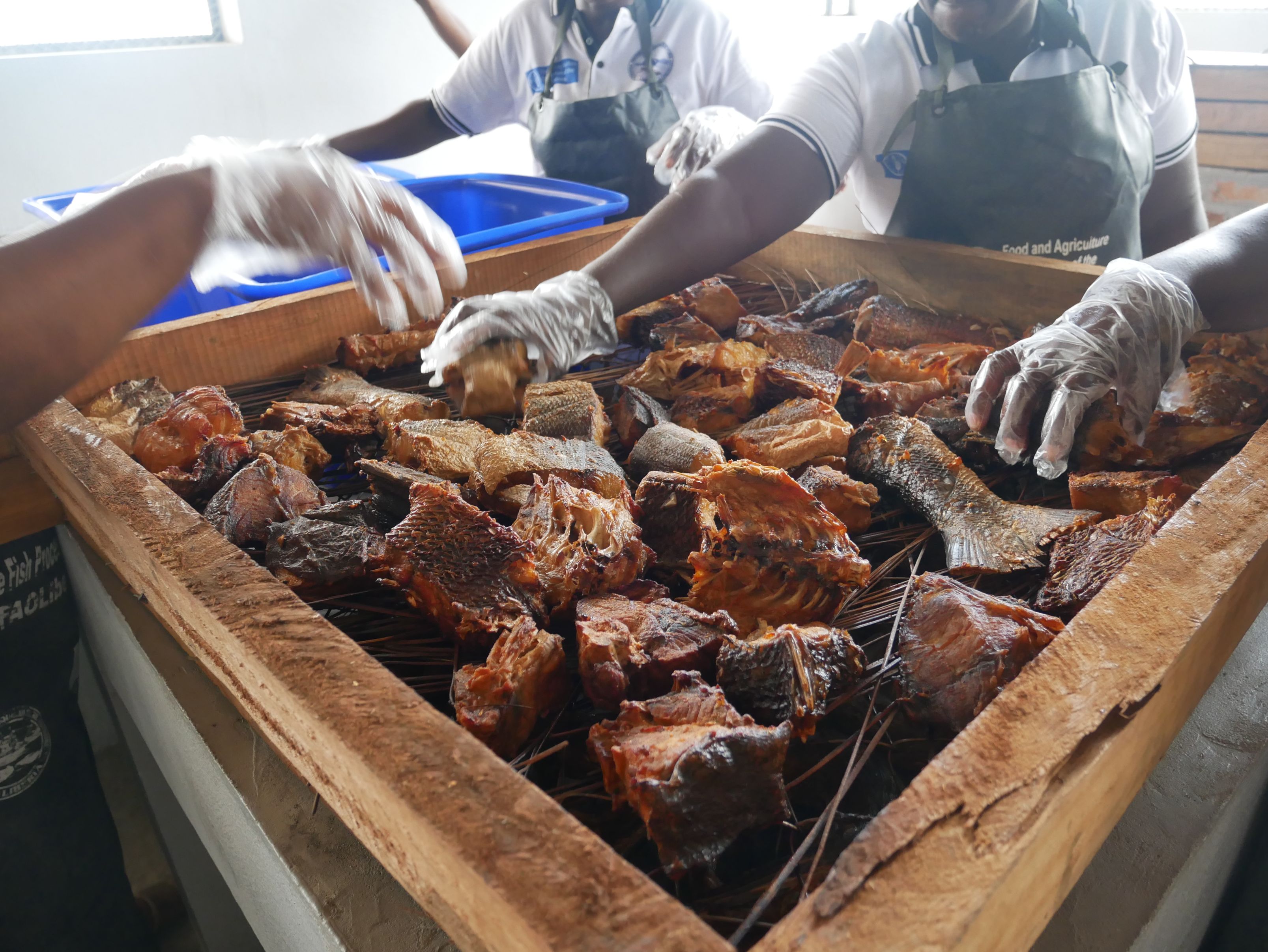 Efficient fish processing technique training in Liberia ©FAO/Momoka Tamura