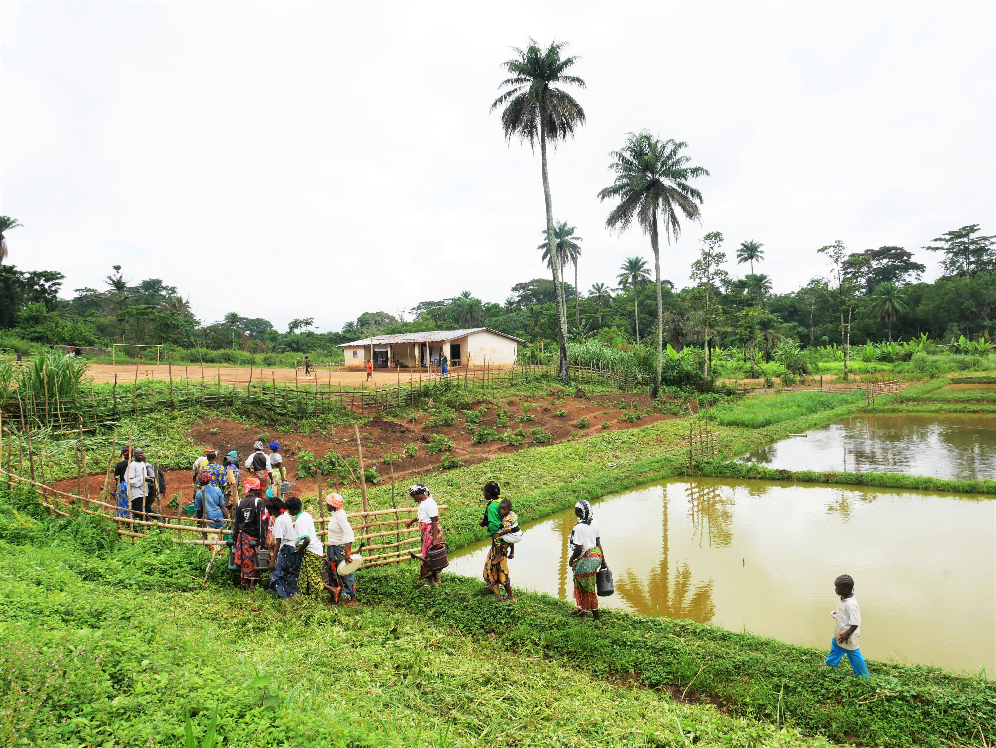 Integrated farming in Lofa County, Liberia