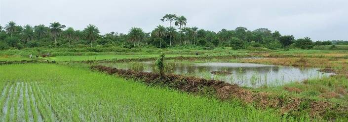 Rice fields managed by WAWMC in Melekie, Bong County. ©FAO