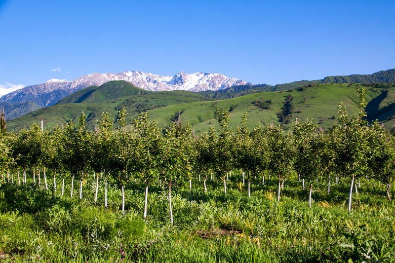 Baibulak village, Almaty region, Kazakhstan - A field of five-year-old apple trees at the Intensive Garden established by the Kazakhstan-Netherlands Center.