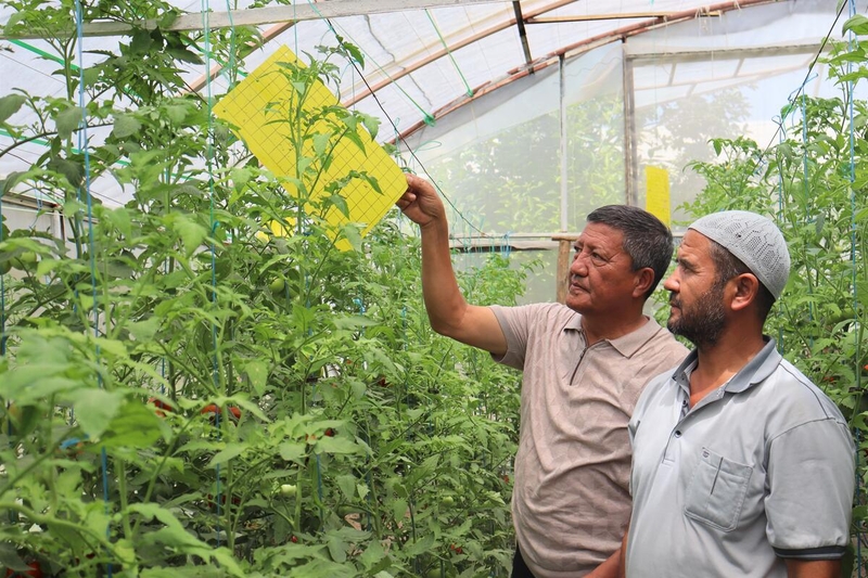 Fergana region, Uzbekistan - Abdurashid Khalimov, agronomist on greenhouse vegetable production and Mamasoli Khoshimov, beneficiary of the FAO project "Smart Farming for Future Generation", checking special sticky trap in the greenhouse.