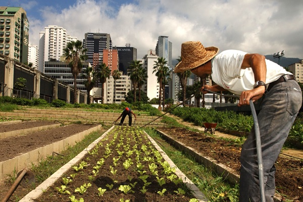 Urban garden