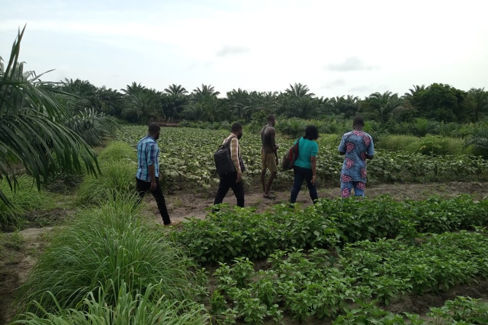 Visit to vegetable fields in Dangbo, Benin (Oct 2021)