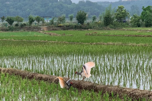 Nippon Ibis