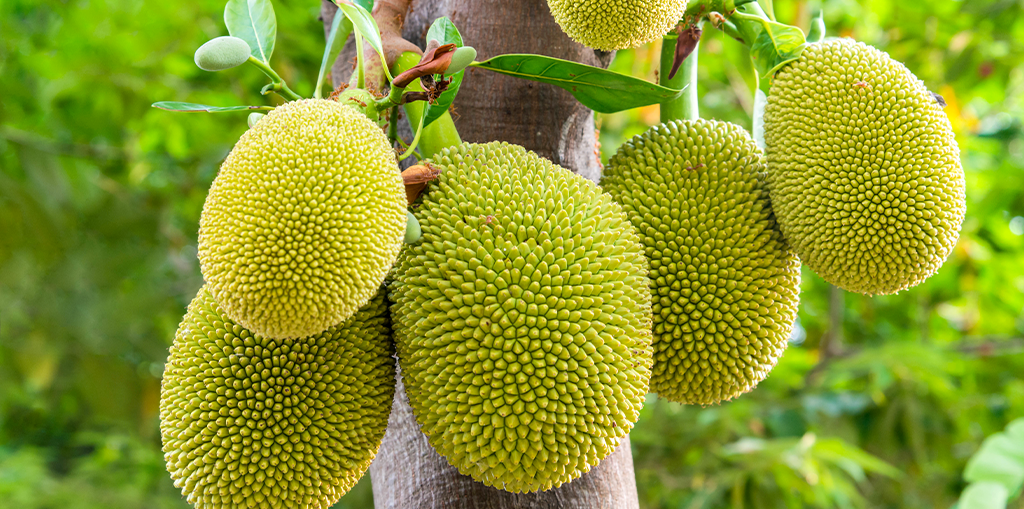 Bangladesh - Jackfruit