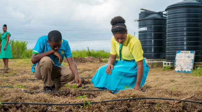 Harvesting Water, Cultivating Hope The Power of Rainwater Harvesting  Demonstrated, with Record Yields, Growing Profits & Teachable Moments - in  Jamaica |Japan, UNDP Jamaica