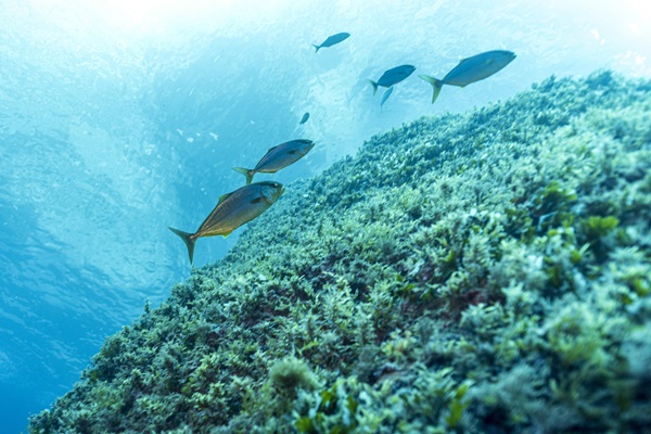 Fish swim in a protected marine environment off the Maltese coast
