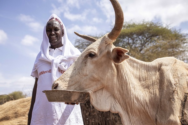 Kenya - Hassan Farah, 60, feeds his cow with feeds provided by FAO.