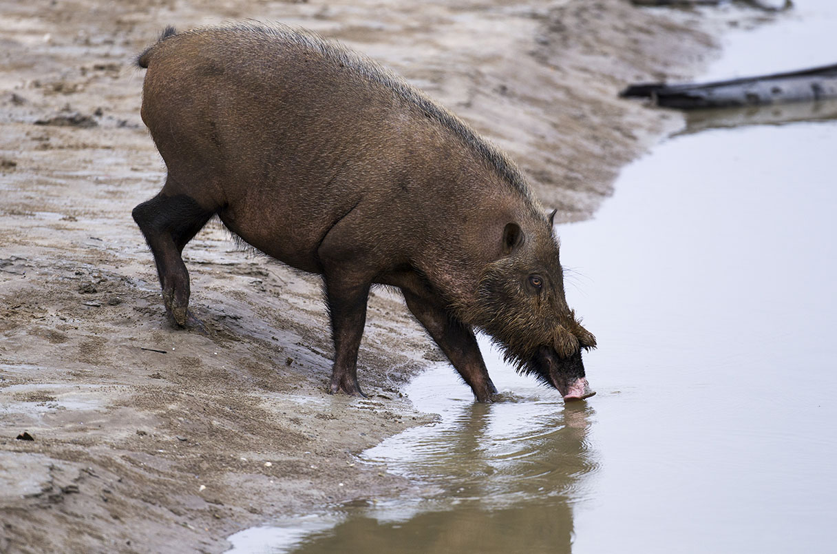 A bearded pig (Sus barbatus) in Malaysia’s Bako National Park. The arrival of African swine fever, a viral disease, has dramatically reduced some populations.