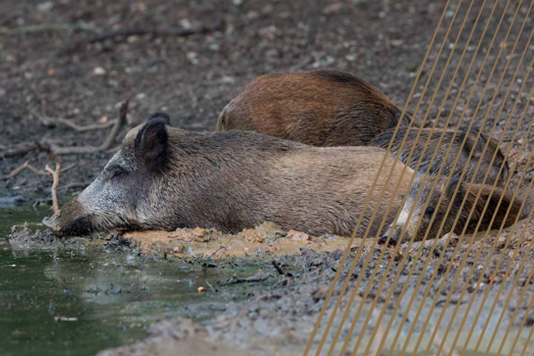 African swine fever in wild boar: Ecology and biosecurity