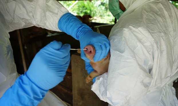 Community ASF Biosecurity Intervention (CABI) programme in North Sulawesi Province 