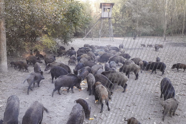 Template for a control and eradication plan for African swine fever in wild boar